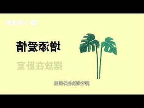 龜背芋 寓意